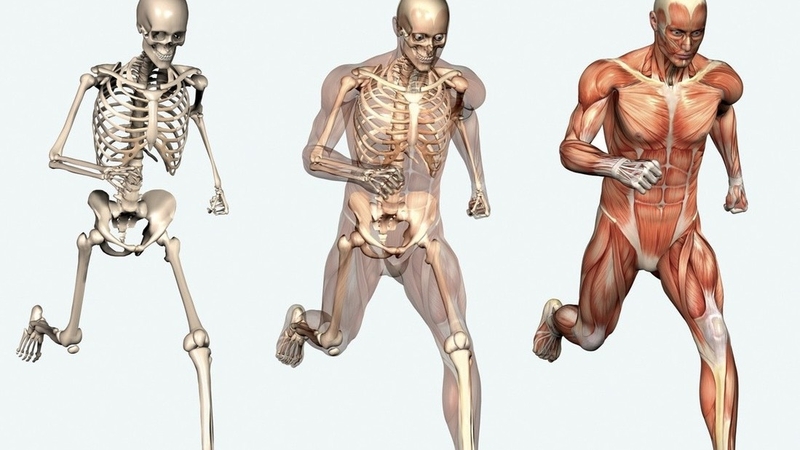 noi-co-xuong-khop-la-gi-kham-pha-chuc-nang-va-vai-tro-cua-noi-co-xuong-khop 1