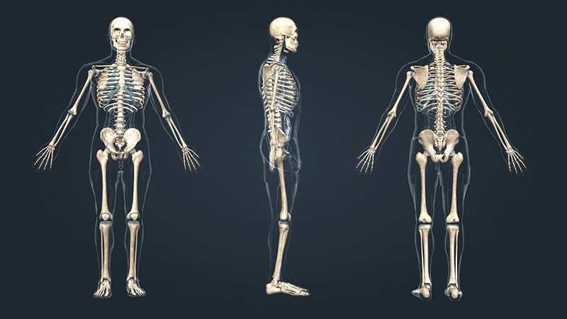 noi-co-xuong-khop-la-gi-kham-pha-chuc-nang-va-vai-tro-cua-noi-co-xuong-khop 2