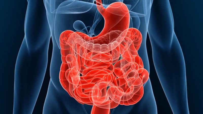 Nơi hấp thụ nước nhiều nhất trong ống tiêu hóa là cơ quan nào? 1