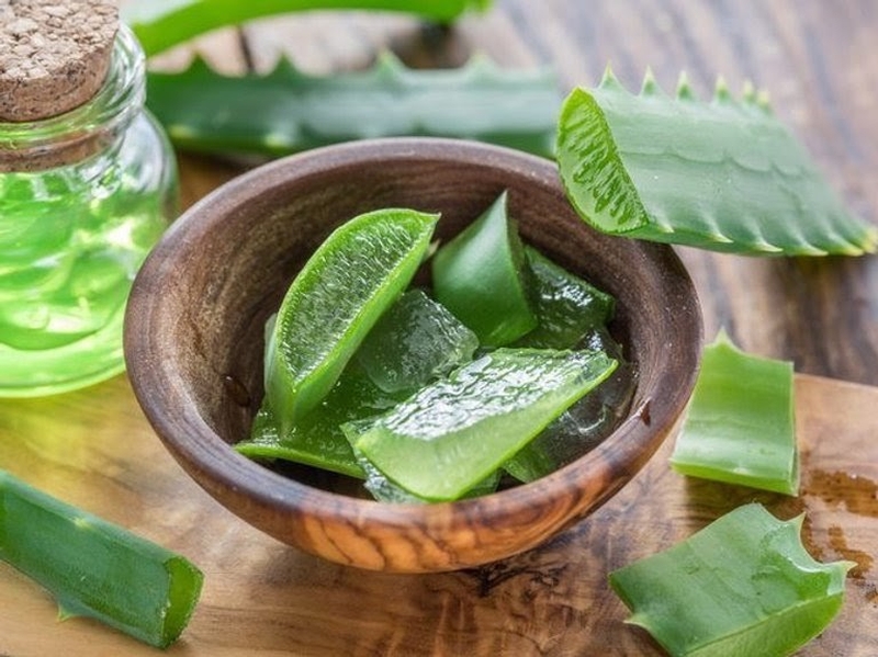 Dùng lô hội để chữa trị nổi mề đay.