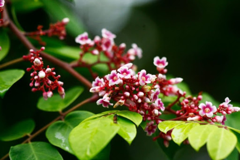 Nổi mề đay tắm lá gì nhanh khỏi? 2