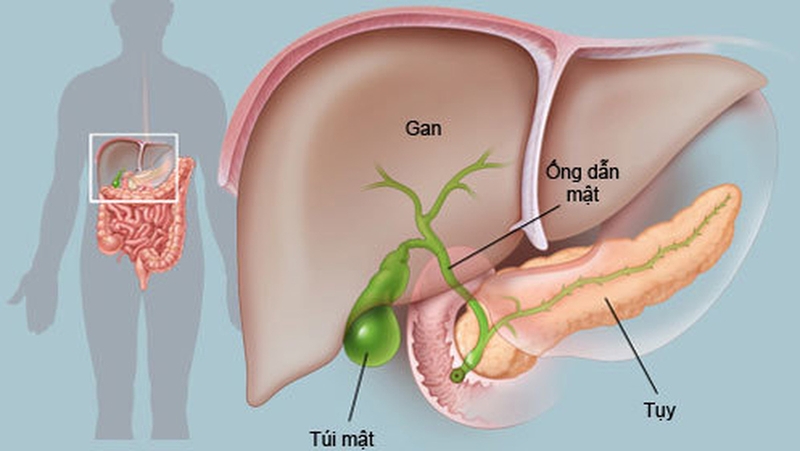 Nôn ra nước màu xanh có vị đắng có nguy hiểm không?-1