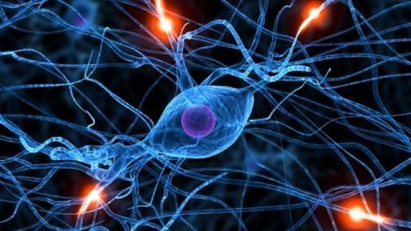 Nơ ron thần kinh: Định nghĩa, các bộ phận, chức năng, phân loại 1