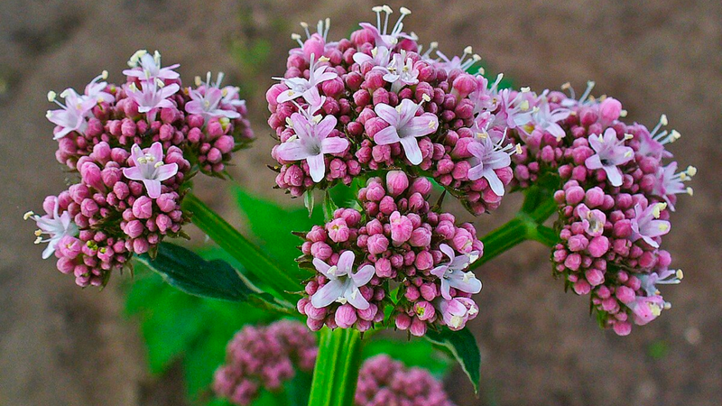 Nữ lang: Vị thuốc quý giúp an thần và điều trị mất ngủ 1