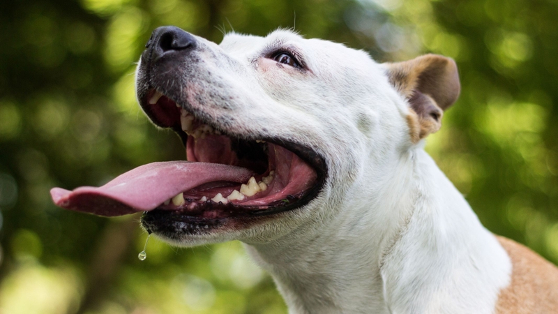 Nước bọt chó văng vào miệng có sao không?
