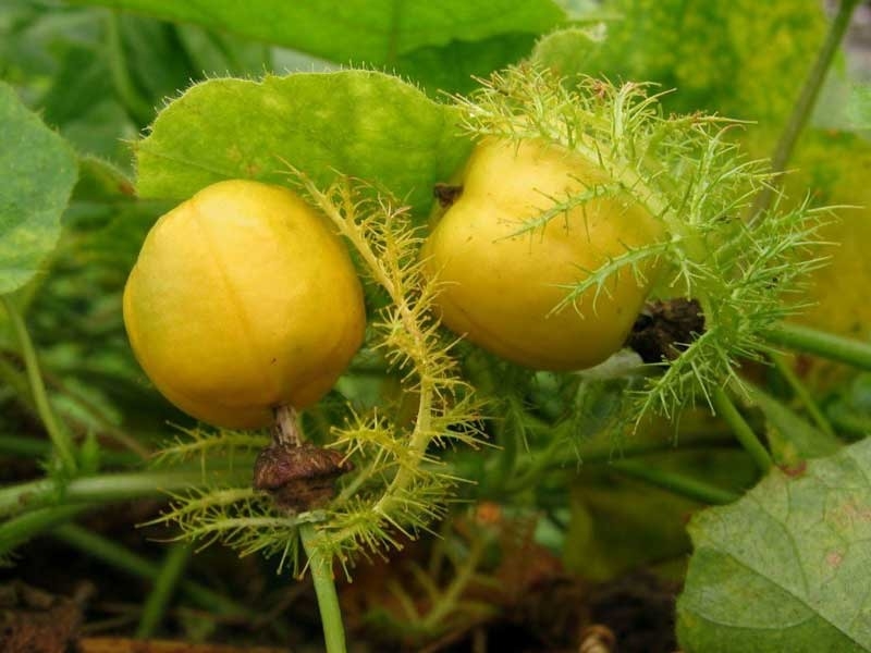 Nước cây lạc tiên có công dụng gì? Uống cây lạc tiên nhiều có tốt không? 2