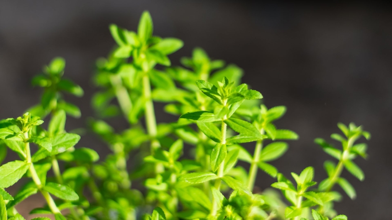 Nước ép dứa với rau ngổ có tác dụng gì? Lưu ý quan trọng khi dùng 3