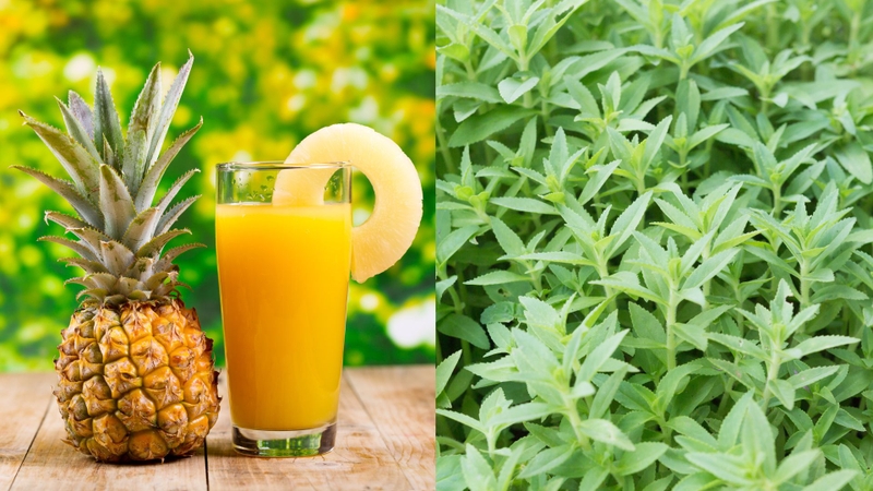 Nước ép dứa với rau ngổ có tác dụng gì? Lưu ý quan trọng khi dùng 4