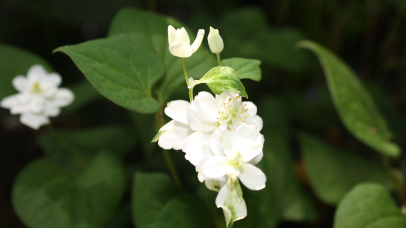 nuoc-ep-rau-diep-ca-mix-voi-gi-thi-thanh-mat-giam-mu