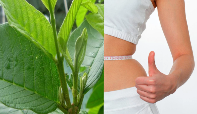 Giải đáp: Uống nước lá ổi hàng ngày có tốt không? 3