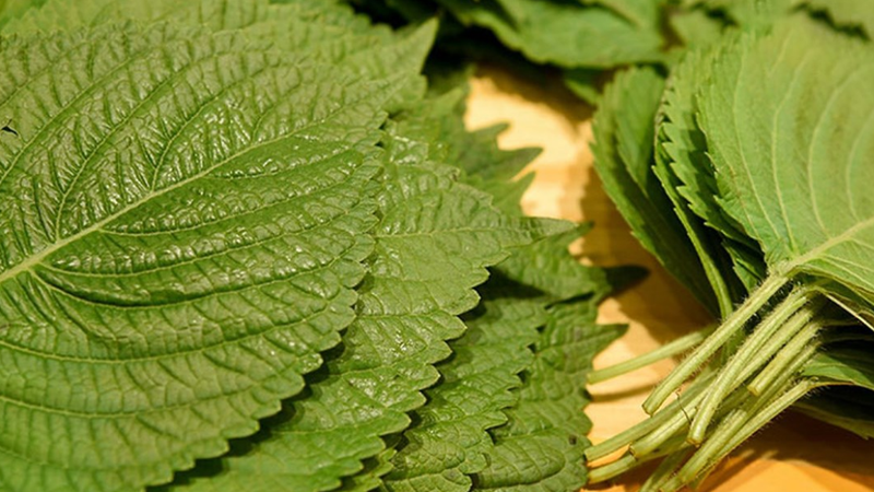 Nước mũi màu xanh là bệnh gì, có nguy hiểm không?