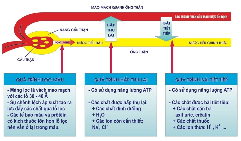nước tiểu có bọt 1