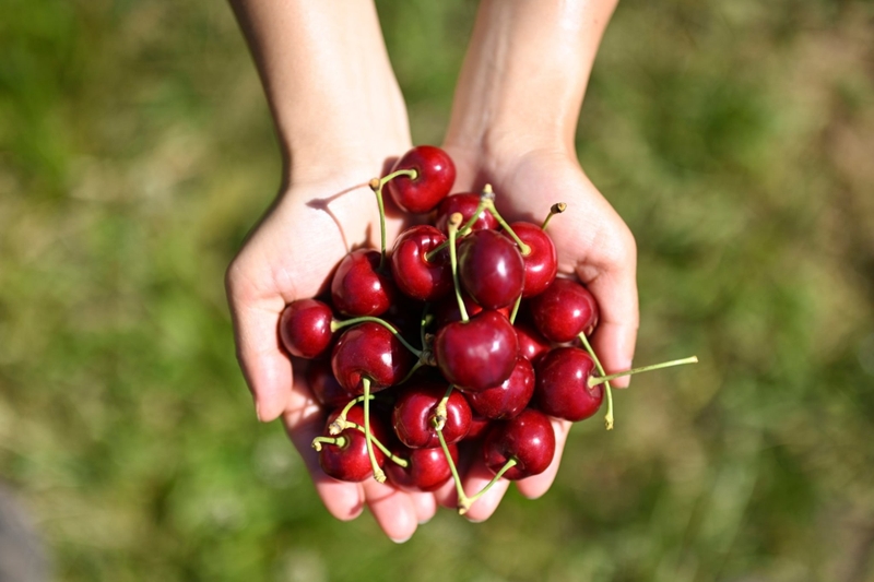 Nuốt hạt cherry vào bụng có sao không? Hậu quả có thể gặp khi nuốt hạt cherry 1