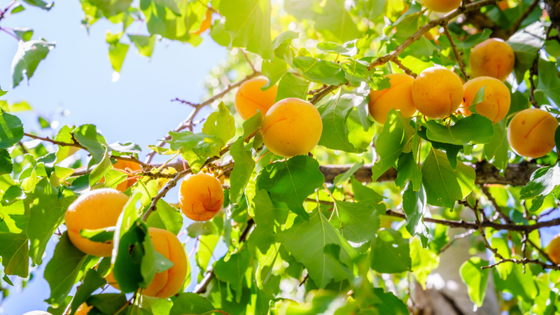 Ô mai mơ có tốt không? Những điều cần lưu ý 1