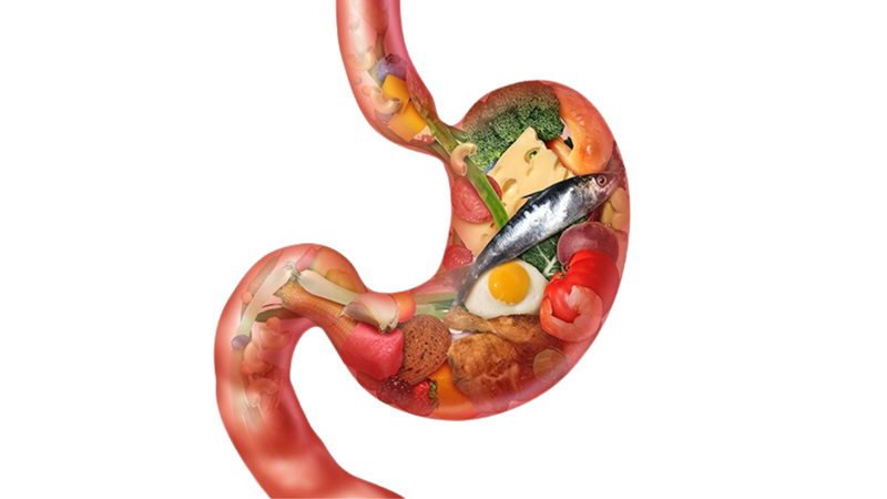 Ở người có các loại tiêu hóa nào? 1