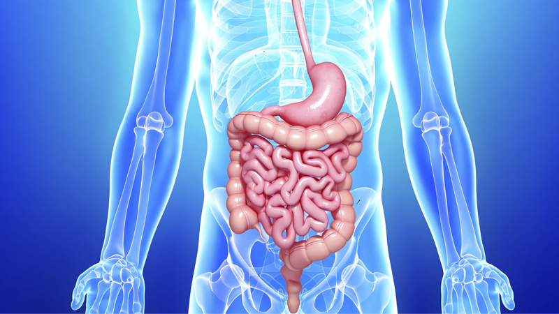Ở người có các loại tiêu hóa nào? 2