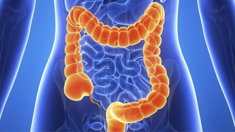 Ở người có các loại tiêu hóa nào? 3