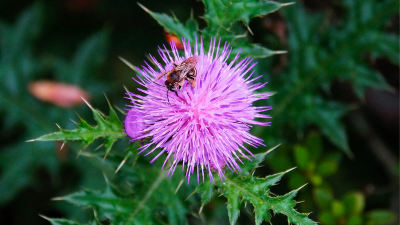 Cây ô rô (đại kế): Vị thuốc cổ truyền có nhiều công dụng 1.png