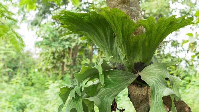 Cây ổ rồng: Khám phá công dụng và lợi ích sức khỏe ít người biết 1