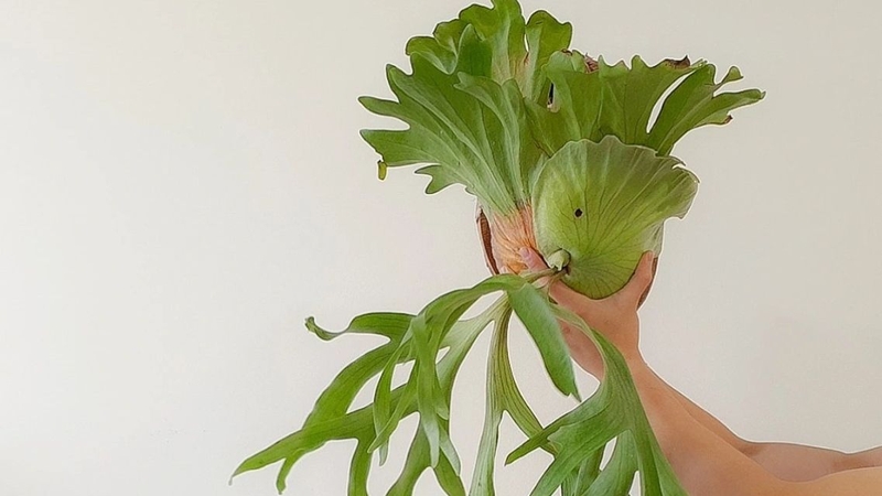 Cây ổ rồng: Khám phá công dụng và lợi ích sức khỏe ít người biết 2