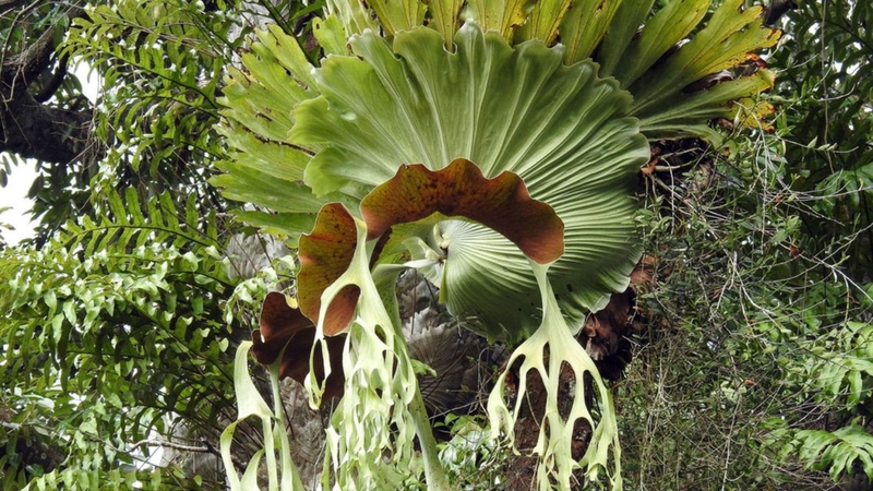 Cây ổ rồng: Khám phá công dụng và lợi ích sức khỏe ít người biết 3