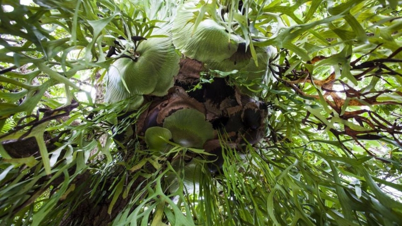 Cây ổ rồng: Khám phá công dụng và lợi ích sức khỏe ít người biết 4