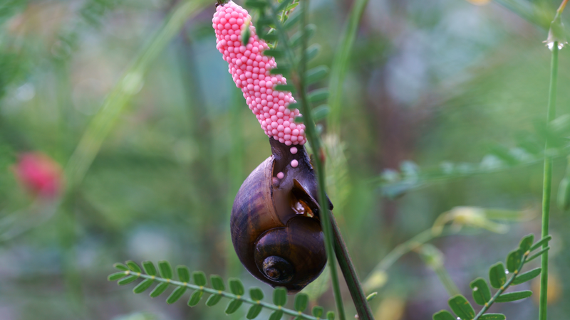 Ốc bươu đen có tác dụng gì? Lợi ích của ốc bươu đen đối với sức khỏe như thế nào? 1