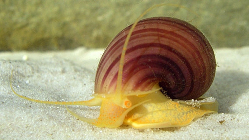 Ốc bươu vàng có ăn được không?