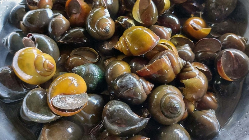 Ngâm và làm sạch ốc bươu vàng trước khi nấu