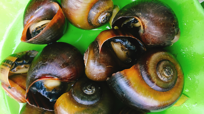 Nếu sử dụng đúng cách, ốc bươu vàng có thể mang đến nhiều lợi ích