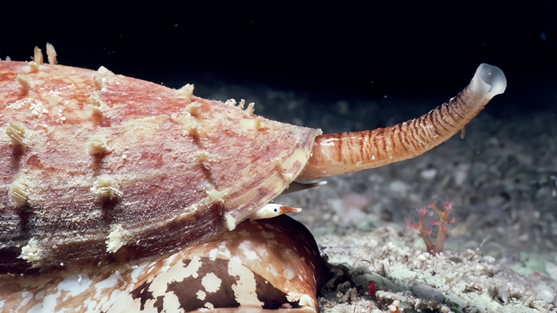 oc-coi-la-gi-nguy-co-ngo-doc-khi-an-oc-coi-va-cach-xu-tri-an-toan 2