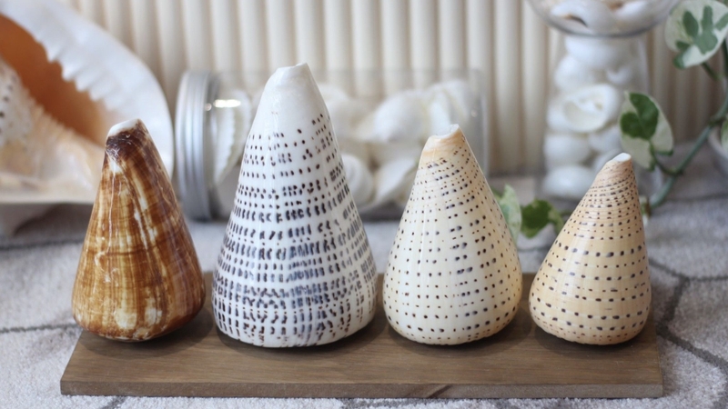 oc-coi-la-gi-nguy-co-ngo-doc-khi-an-oc-coi-va-cach-xu-tri-an-toan 1