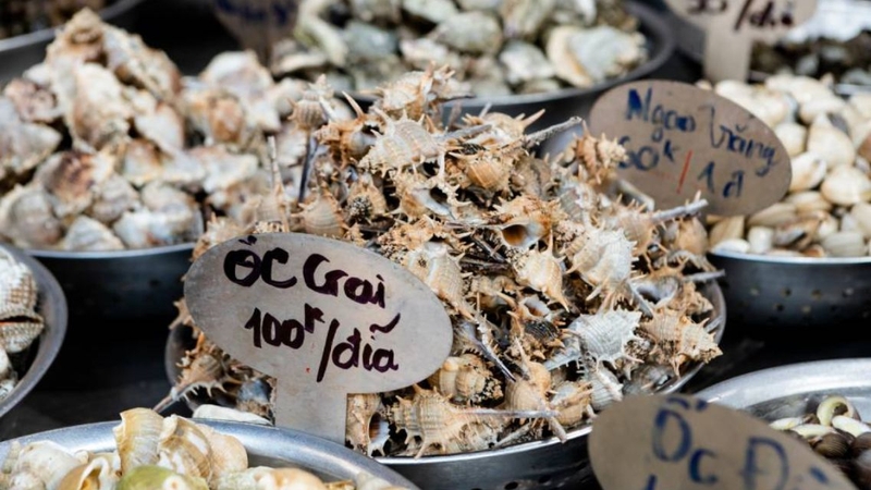 Ốc gai: Món hải sản độc đáo với giá trị dinh dưỡng bất ngờ 1