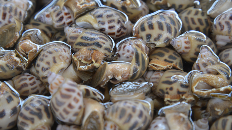 Sơ chế ốc hương kỹ càng và nấu chín để hạn chế ký sinh trùng