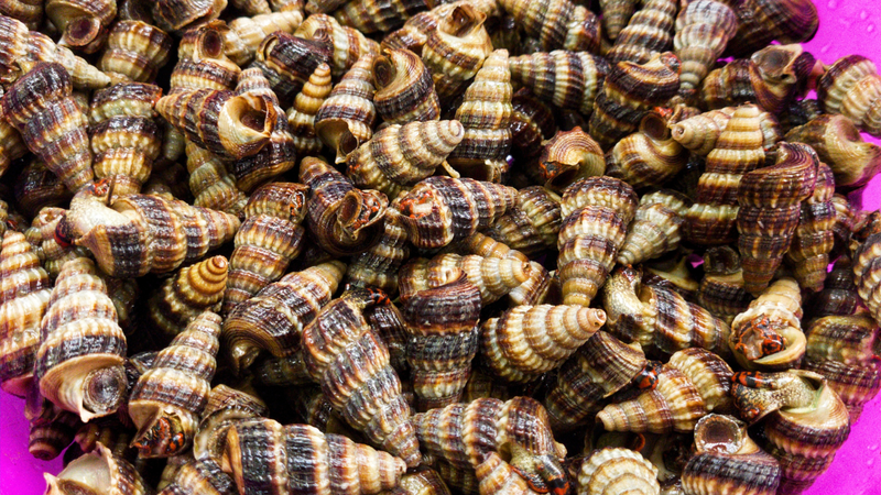 Ốc len ăn có bổ không? 2