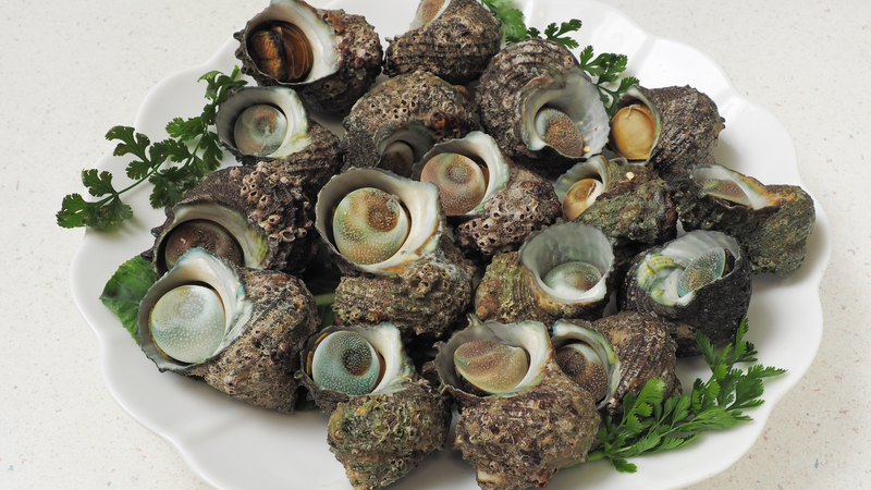 Ốc mặt trăng là một loại ốc biển