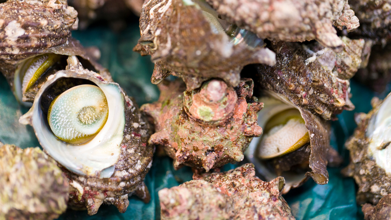 Ốc mặt trăng cung cấp cho cơ thể nhiều chất dinh dưỡng giá trị