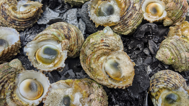 Ốc mặt trăng có nguy cơ nhiễm ký sinh trùng hoặc kim loại nặng