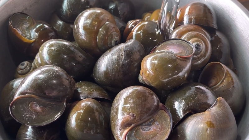Ốc mít là gì? Ốc mít có giá trị dinh dưỡng như thế nào?1