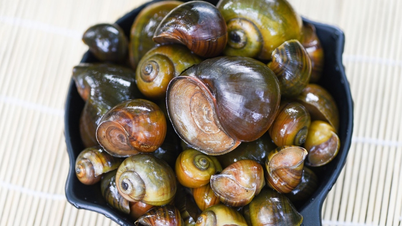 Ốc mít là gì? Ốc mít có giá trị dinh dưỡng như thế nào?2