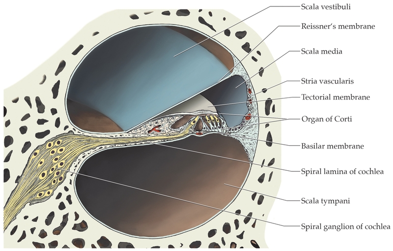 Ốc tai có cấu tạo như thế nào? Các bệnh lý về ốc tai 2