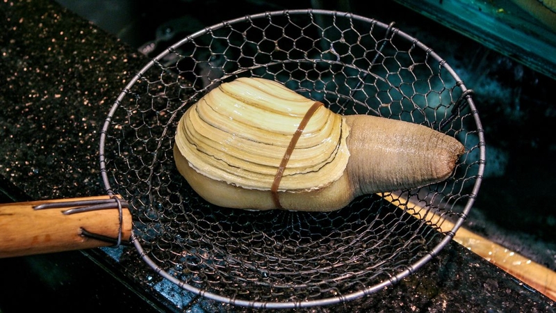 Ốc vòi voi: Giá trị dinh dưỡng và công dụng tuyệt vời với sức khỏe 1