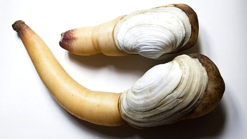 Ốc vòi voi: Giá trị dinh dưỡng và công dụng tuyệt vời với sức khỏe 3