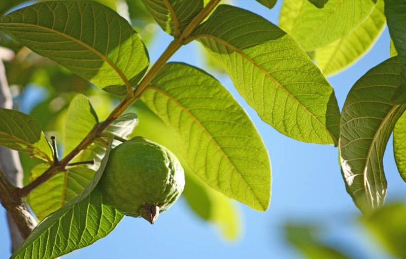 Mách bạn cách chữa bệnh trĩ bằng lá ổi và những điều cần lưu ý 1