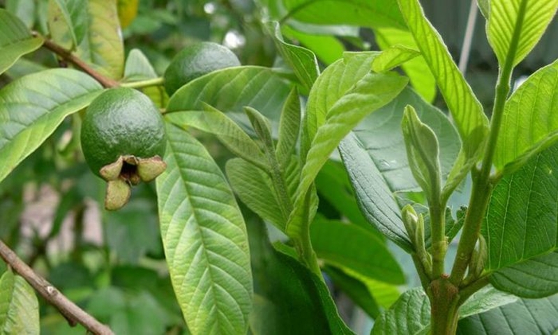 Mách bạn cách chữa bệnh trĩ bằng lá ổi và những điều cần lưu ý 3