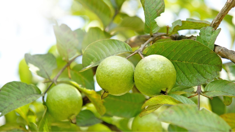 Hàm lượng lớn vitamin C trong ổi ruột trắng giúp tăng cường hệ miễn dịch