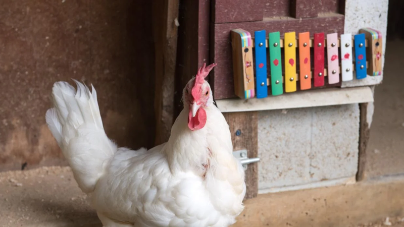 Olive oil là gì? Lợi ích cho sức khoẻ và hơn thế nữa 6