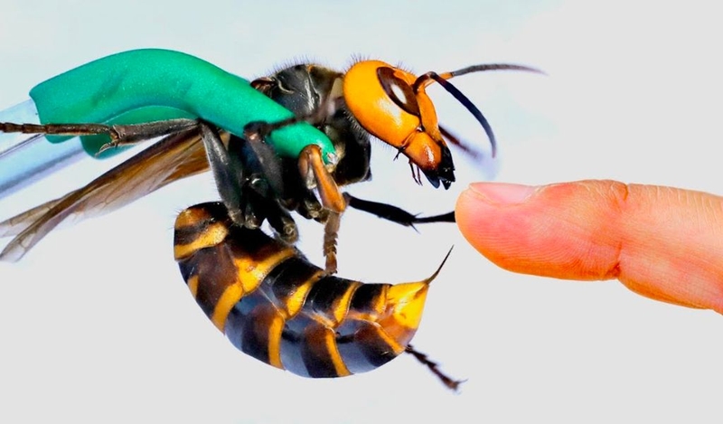 Ong đất có độc không? Cách xử lý và phòng tránh bị ong đốt 1
