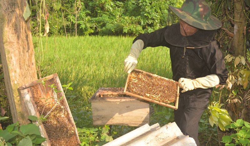 Ong đất có độc không? Cách xử lý và phòng tránh bị ong đốt 3