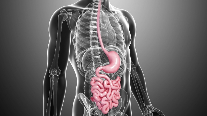 Ống tiêu hóa: Cấu tạo, chức năng và cách bảo vệ sức khỏe hệ tiêu hóa 1